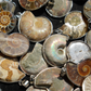 Ammonite Key Chain Ammonite Pendant Bulk Wholesale