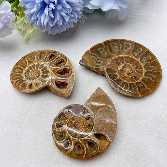 2.5"-3.2" Ammonite Bulk Wholesale