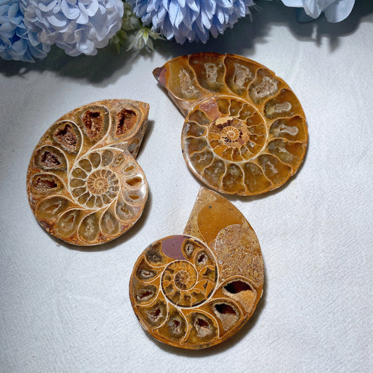 2.5"-3.2" Ammonite Bulk Wholesale