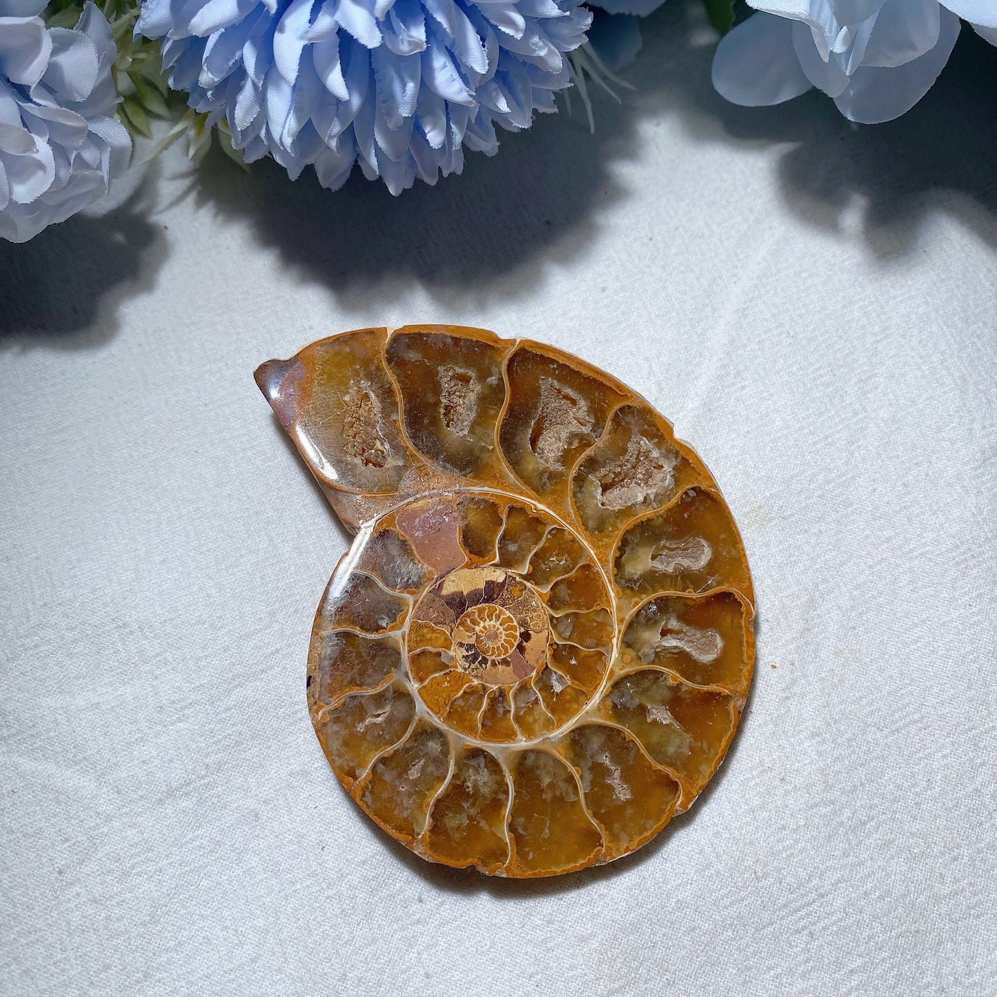 2.5"-3.2" Ammonite Bulk Wholesale