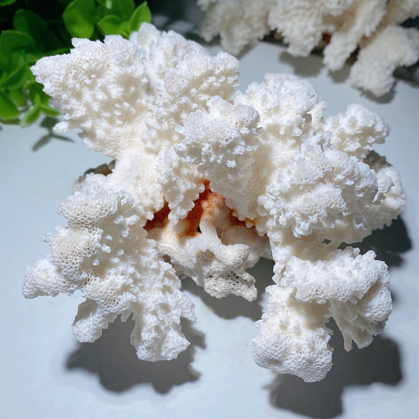 White Coral Stone Specimen Bulk Wholesale