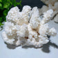 White Coral Stone Specimen Bulk Wholesale