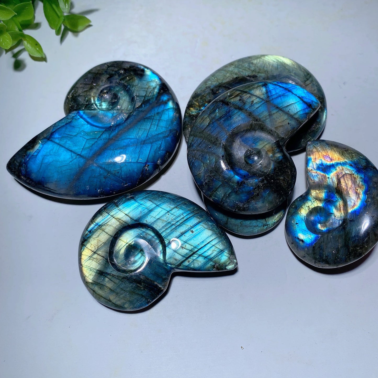 1.5"-3.0" Labradorite Shell Carvings Bulk Wholesale