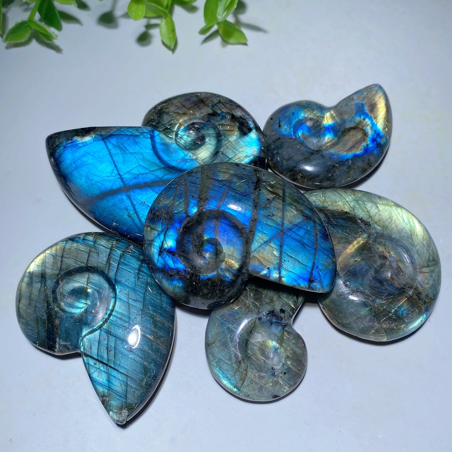 1.5"-3.0" Labradorite Shell Carvings Bulk Wholesale