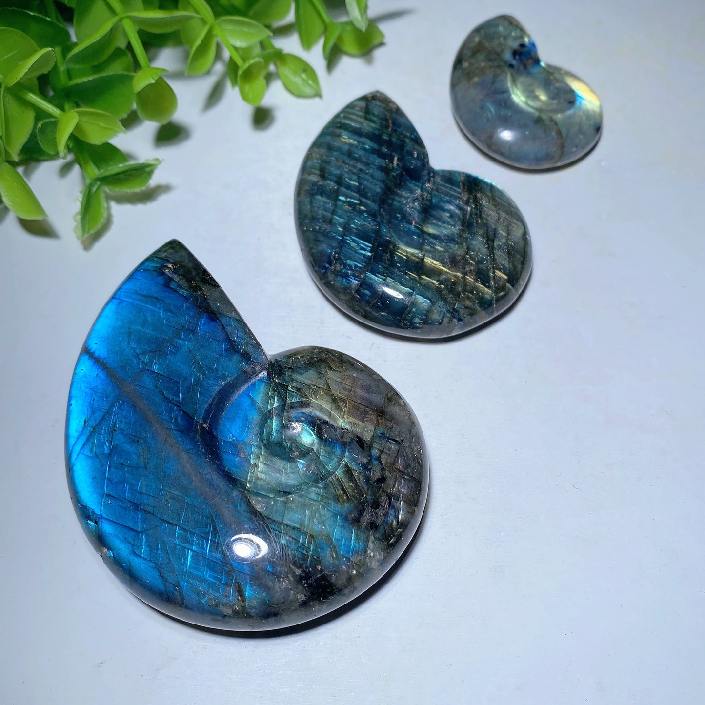 1.5"-3.0" Labradorite Shell Carvings Bulk Wholesale