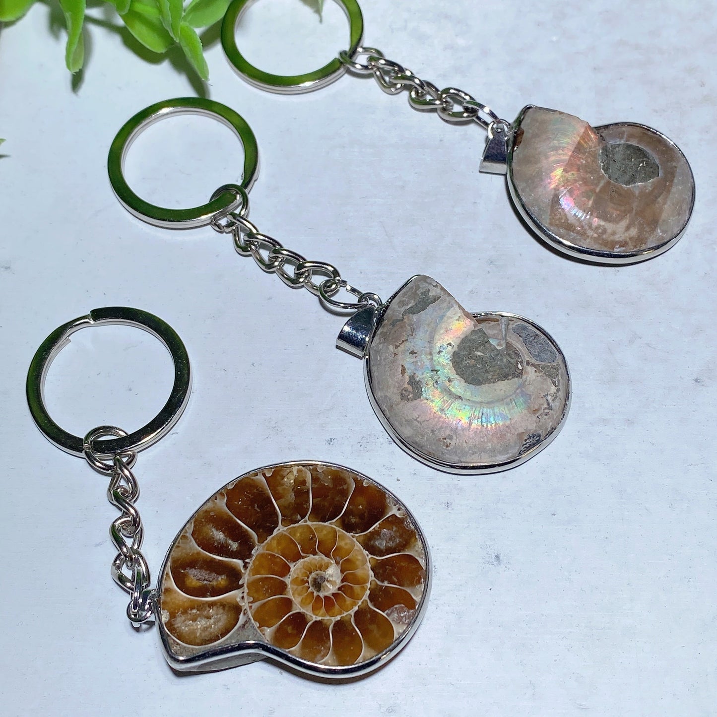 Ammonite Key Chain Ammonite Pendant Bulk Wholesale